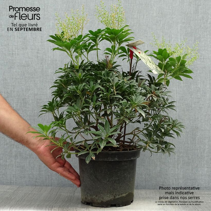 Ejemplar de Pieris japonica Debutante - Andrómeda Maceta 4L/5L entregado en otoño