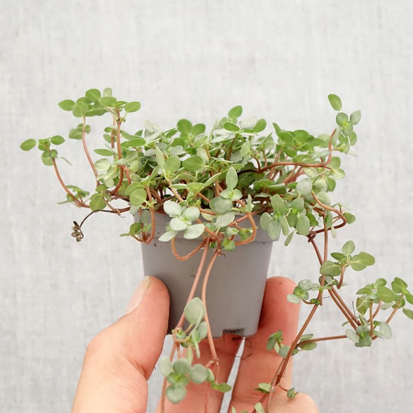 Pilea glaucophylla Greyzy - Motte 5 cm x 7 cm Ejemplar entregado en la primavera