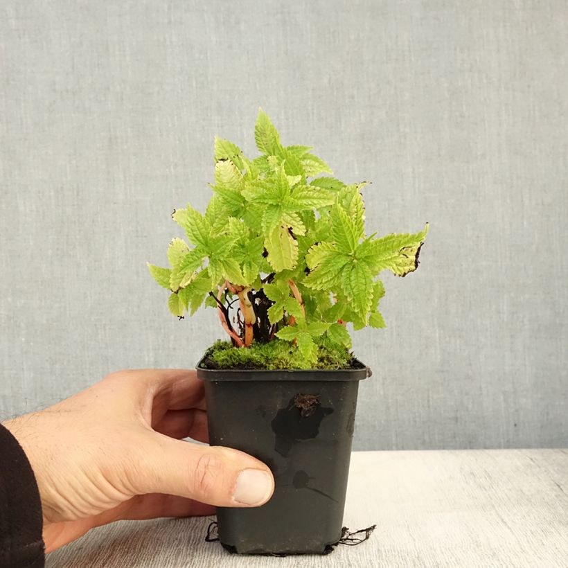 Ejemplar de Pilea matsudai Taiwan Silver Maceta de 8/9 cm entregado en otoño