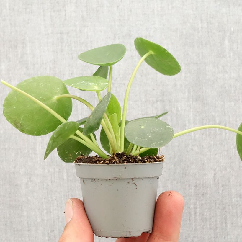 Pilea peperomioides - Planta del dinero china Mini-plante Ejemplar entregado en la primavera