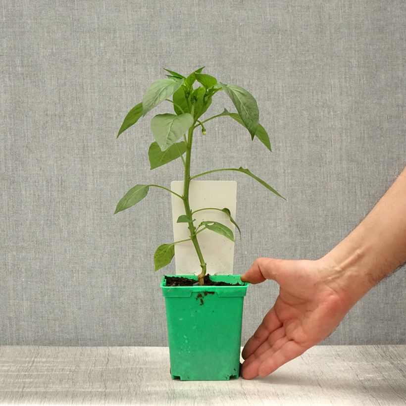 Pimienta de Cayena Gorria (planta interjada) Maceta de 10 cm/11 cm Ejemplar entregado en la primavera