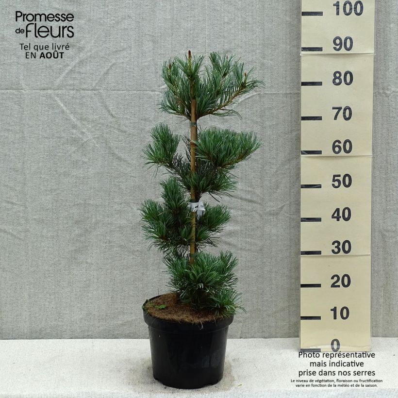 Ejemplar de Pino blanco japonés Tempelhof - Pinus parviflora Maceta 7,5L/10LAltura de entrega aprox. 60/80cm entregado en verano