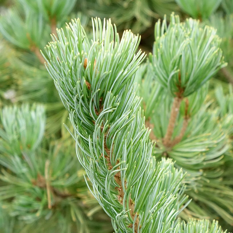 Pino blanco japonés Iribune - Pinus parviflora (Follaje)