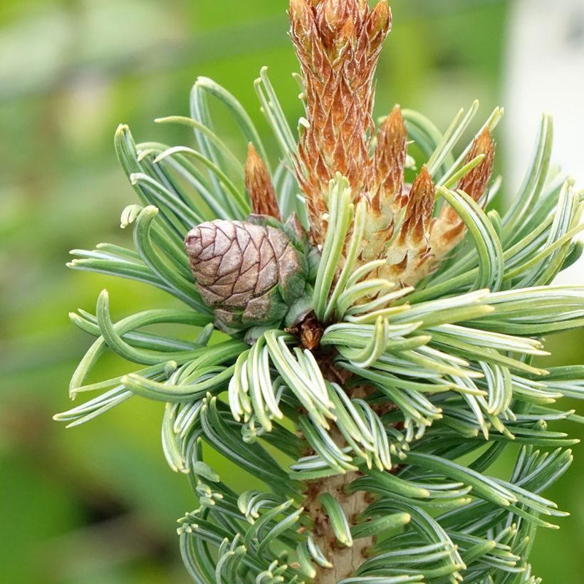 Pino blanco japonés Iribune - Pinus parviflora (Cosecha)