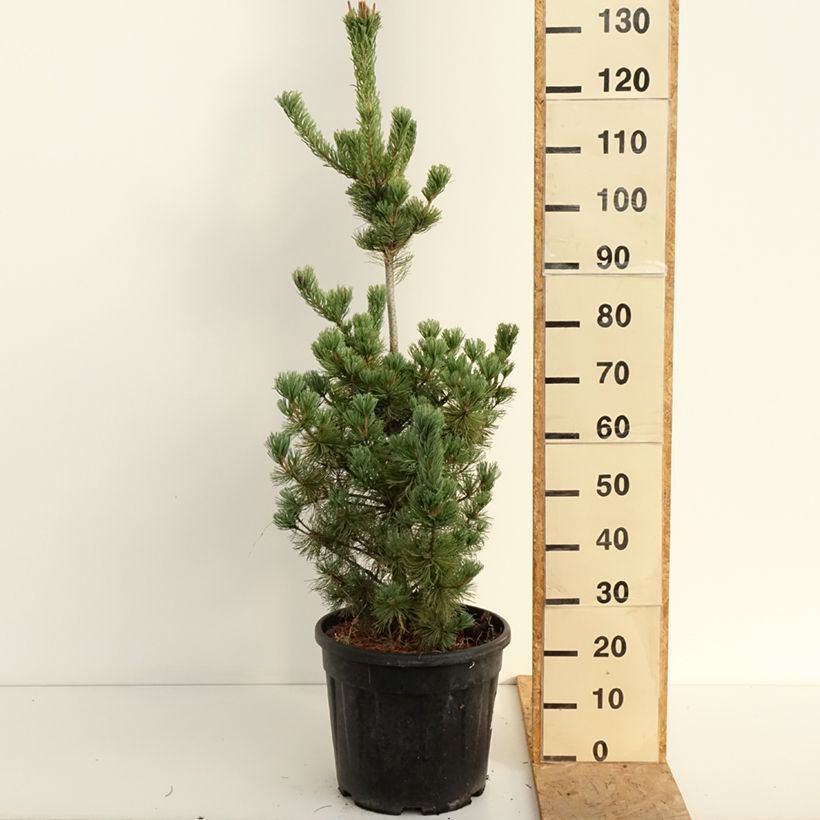 Ejemplar de Pino blanco japonés Iribune - Pinus parviflora Maceta 18L/20L entregado en verano