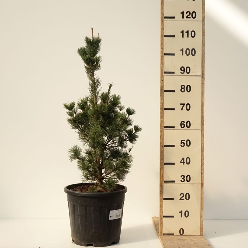 Pino blanco japonés Iribune - Pinus parviflora Maceta 18L/20L Ejemplar entregado en invierno