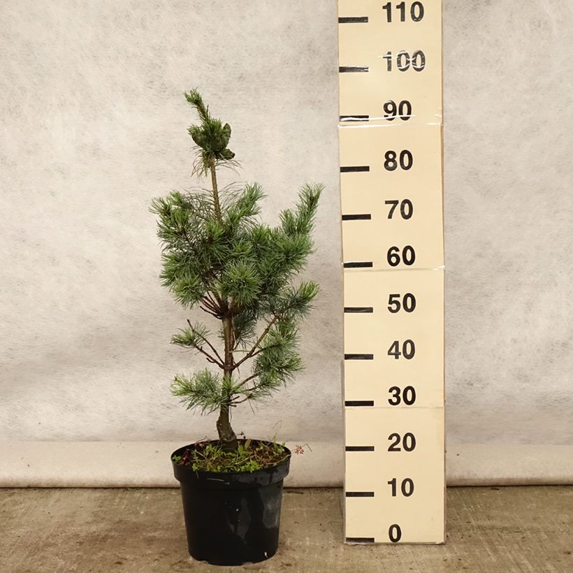 Ejemplar de Pino blanco japonés Bergman - Pinus parviflora Maceta 7,5L/10L entregado en verano