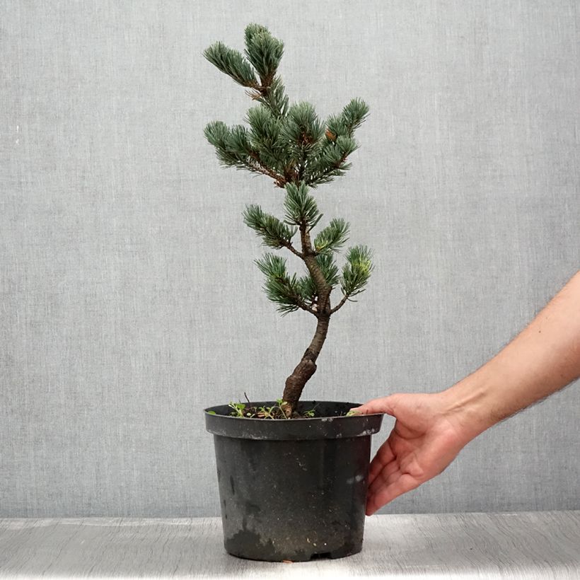 Ejemplar de Pino blanco japonés Fukai - Pinus parviflora Maceta 4L/5LAltura de entrega aprox. 30/40cm entregado en verano