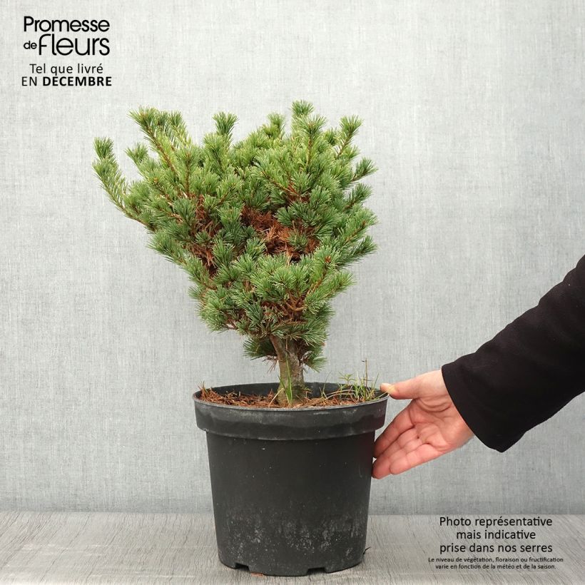 Ejemplar de Pino blanco japonés Kokuho - Pinus parviflora Maceta 7,5L/10L entregado en otoño