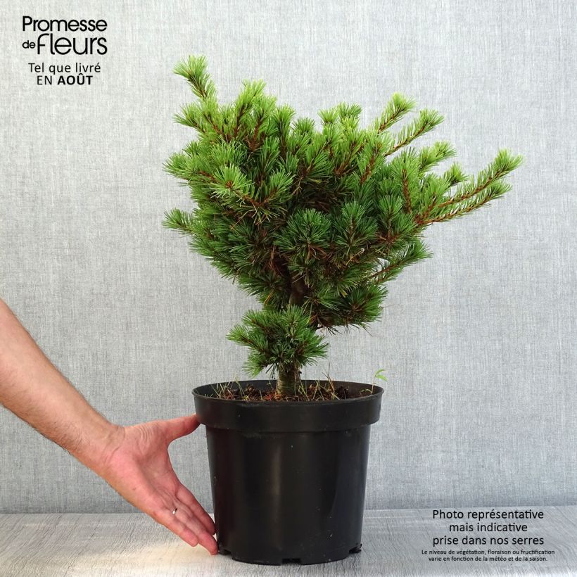 Ejemplar de Pino blanco japonés Kokuho - Pinus parviflora Maceta 7,5L/10LAltura de entrega aprox. 30/40cm entregado en verano
