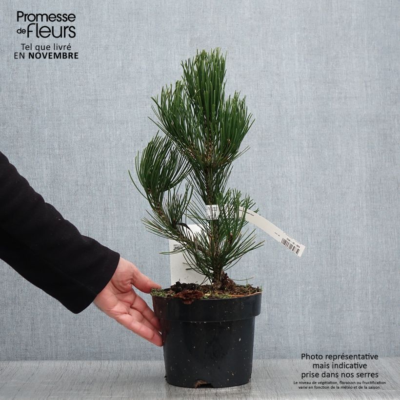 Ejemplar de Pinus heldreichii Compact Gem - Pino de los Balcanes Maceta 2L/3L entregado en otoño