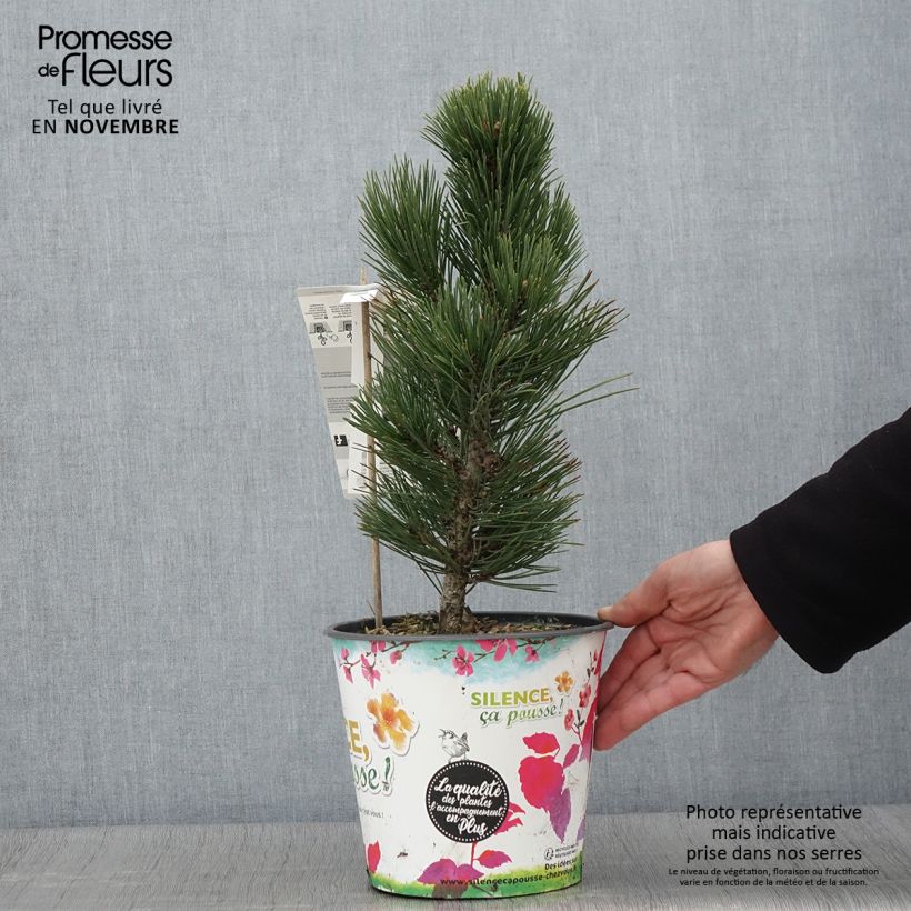 Ejemplar de Pinus heldreichii Compact Gem - Pino de los Balcanes Maceta 4L/5L entregado en otoño