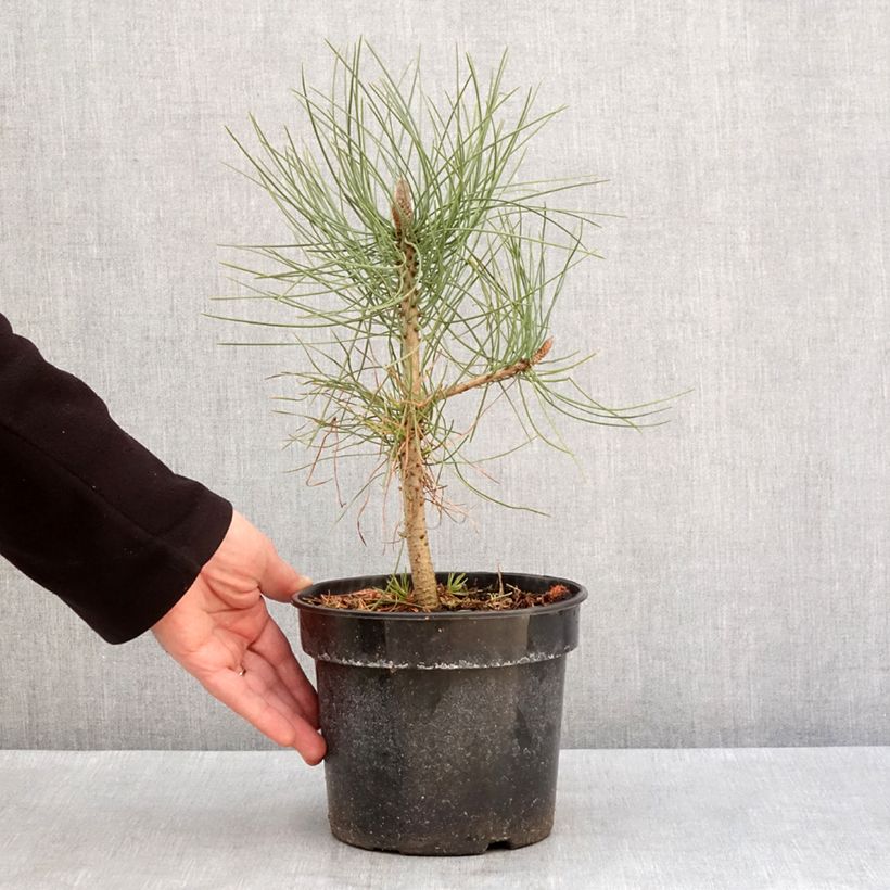 Pin de Jeffrey - Pinus jeffreyi Maceta 3L/4L Ejemplar entregado en invierno