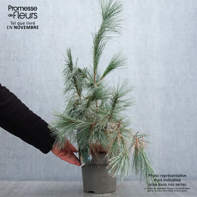 Ejemplar de Pino azul del Himalaya​ - Pinus wallichiana Densa Hill Maceta 3L/4L entregado en otoño