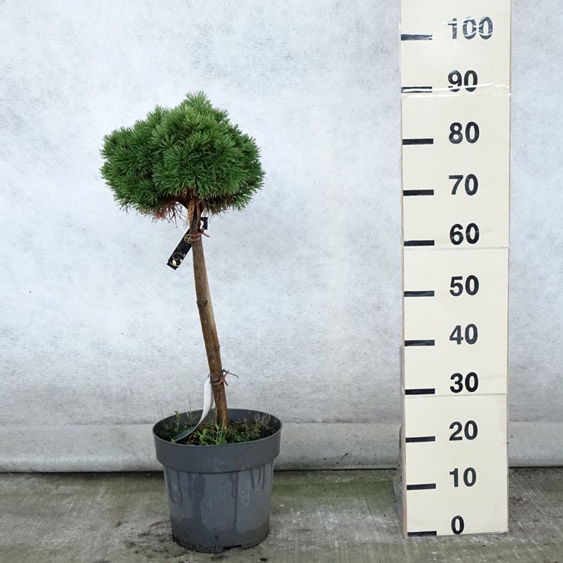Ejemplar de Pino negro Allgäu - Pinus mugo Maceta 4L/5L entregado en verano