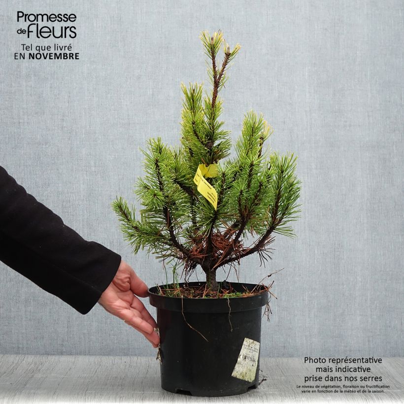 Ejemplar de Pino negro Carstens Wintergold - Pinus mugo Maceta 4L/5L entregado en otoño