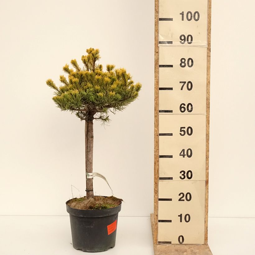 Pino negro Carstens Wintergold - Pinus mugo Maceta 7,5L/10LAltura de entrega aprox. 40/60cm Ejemplar entregado en invierno