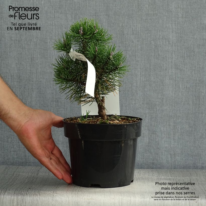 Ejemplar de Pino negro Gnom - Pinus mugo Maceta 2L/3LAltura de entrega aprox. 15/20cm entregado en verano