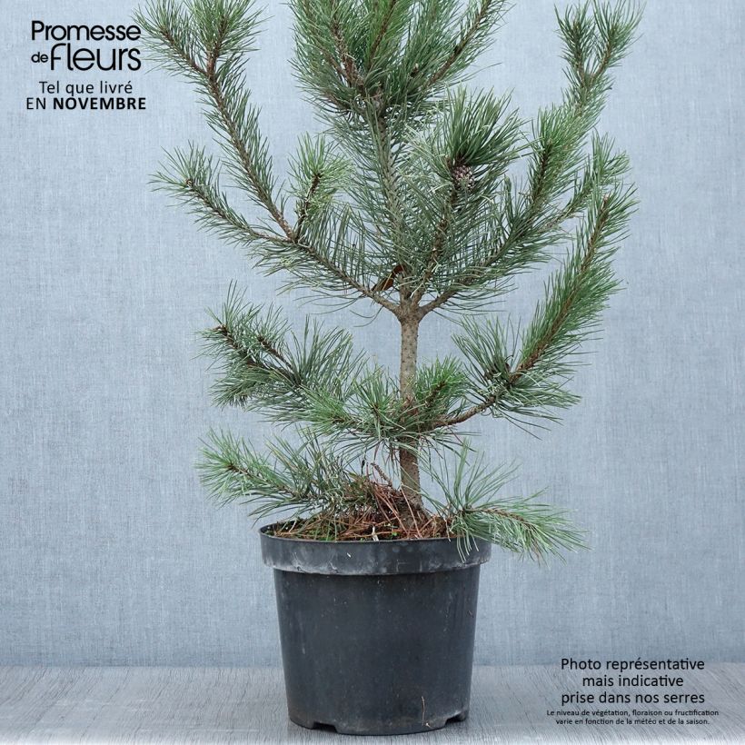 Ejemplar de Pino negro Gnom - Pinus mugo Maceta 7,5L/10L entregado en otoño