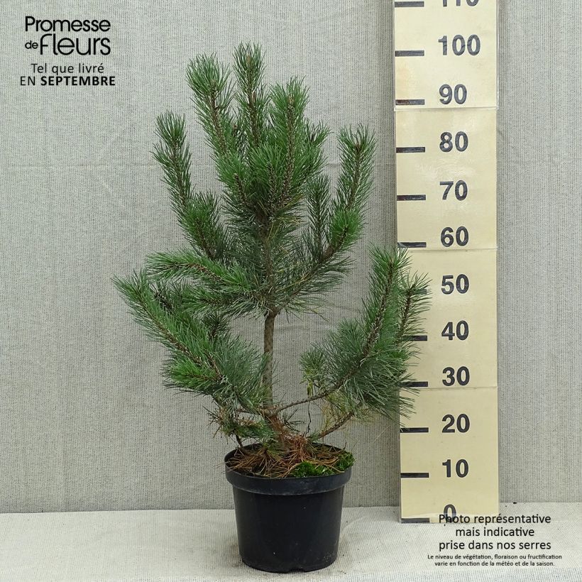 Ejemplar de Pino negro Gnom - Pinus mugo Maceta 7,5L/10LAltura de entrega aprox. 30/40cm entregado en verano