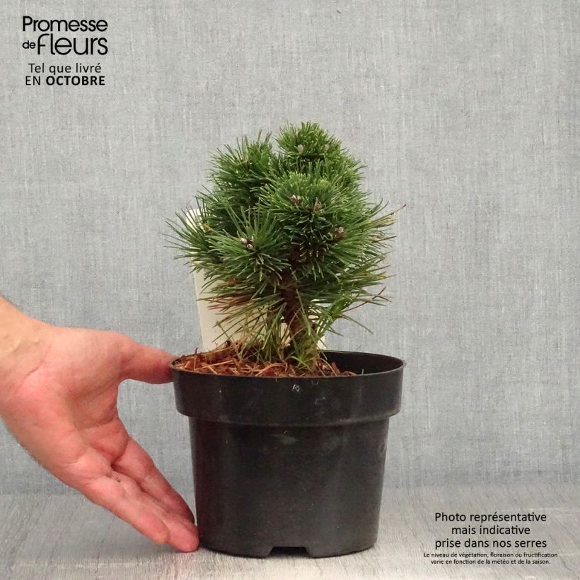 Ejemplar de Pino negro Heideperle - Pinus mugo Maceta 2L/3L entregado en otoño