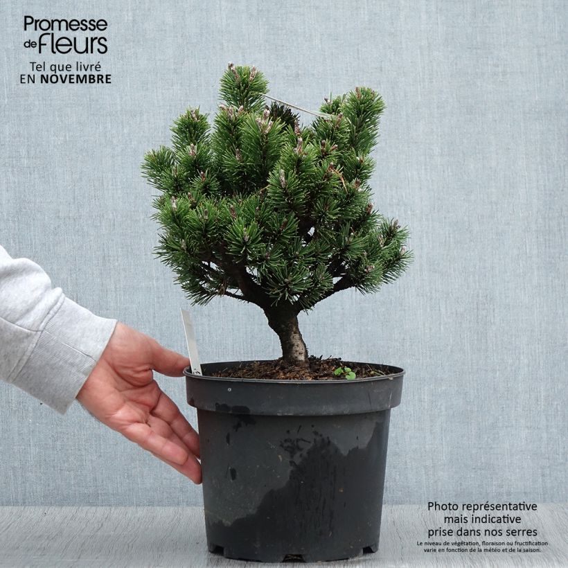 Ejemplar de Pino negro Lilliput - Pinus mugo Maceta 4L/5L entregado en otoño