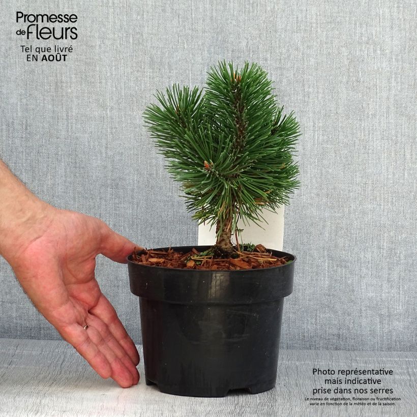 Ejemplar de Pino negro Mumpitz - Pinus mugo Maceta 2L/3LAltura de entrega aprox. 20/30cm entregado en verano