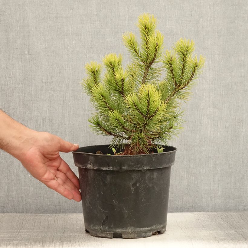 Ejemplar de Pino negro Ophir - Pinus mugo Maceta 2L/3LAltura de entrega aprox. 20/25cm entregado en verano