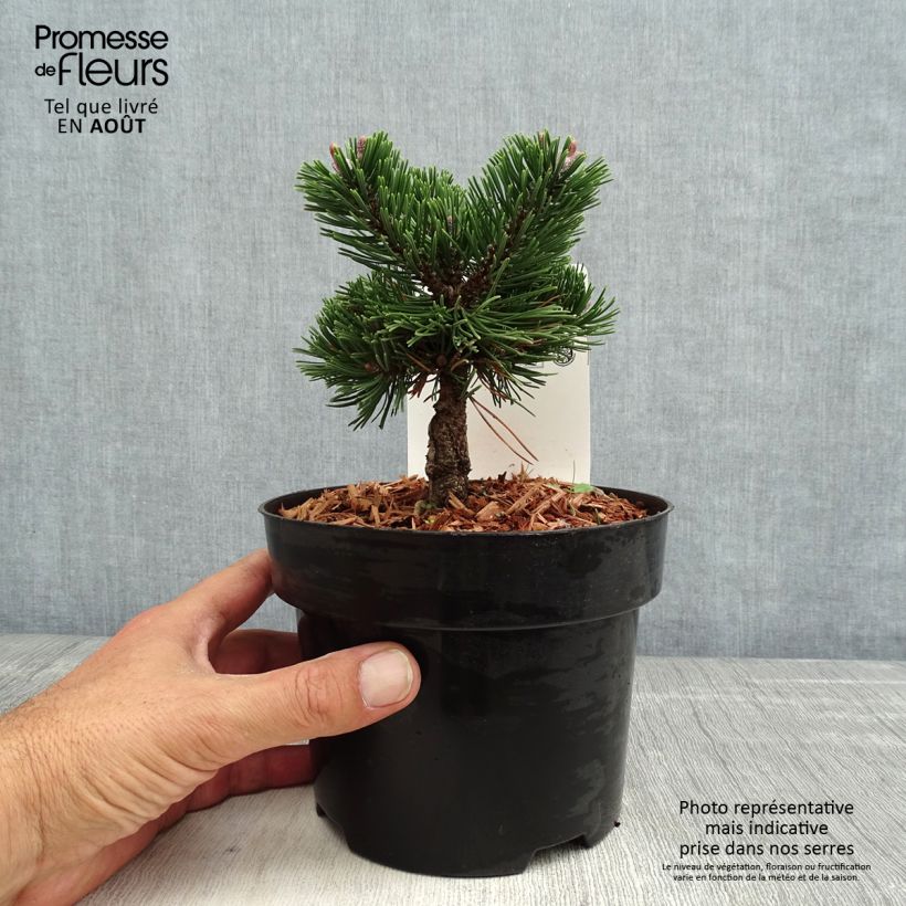 Ejemplar de Pino negro Sherwood Compact - Pinus mugo Maceta 2L/3L entregado en verano