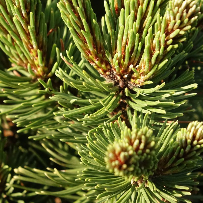 Pino negro Sherwood Compact - Pinus mugo (Follaje)
