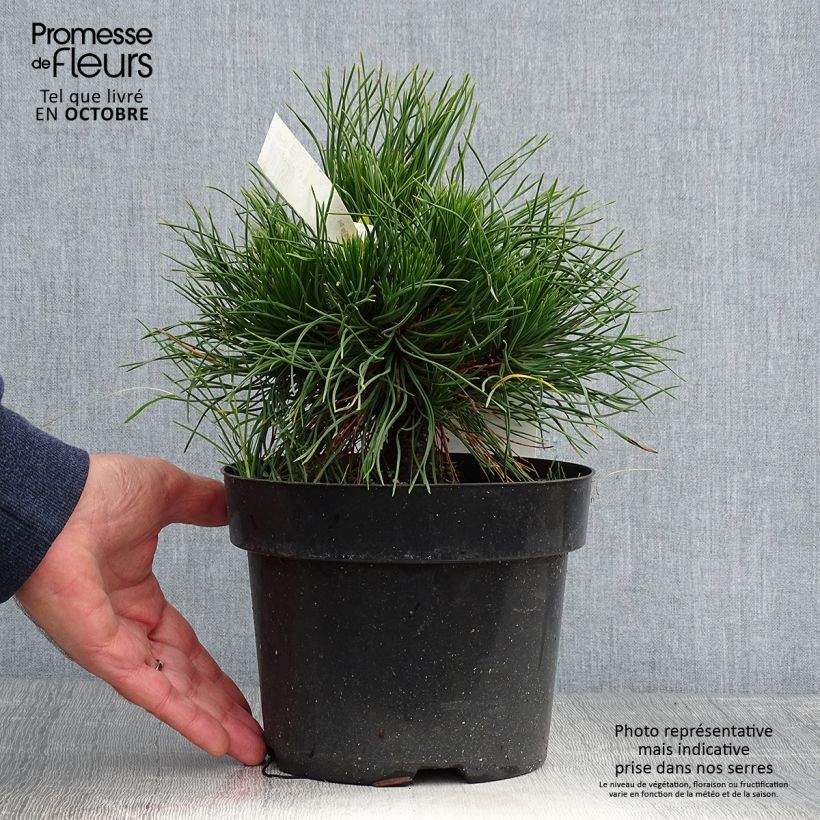 Ejemplar de Pino negro Varella - Pinus mugo Maceta 2L/3L entregado en otoño