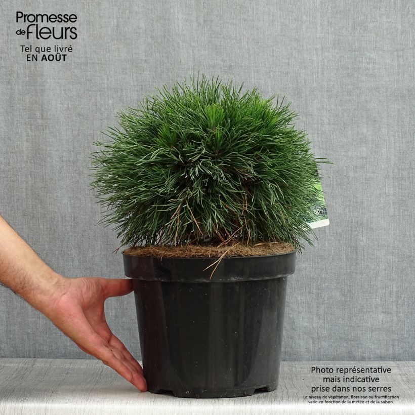 Ejemplar de Pino negro Varella - Pinus mugo Maceta 7,5L/10LAltura de entrega aprox. 30/40cm entregado en verano