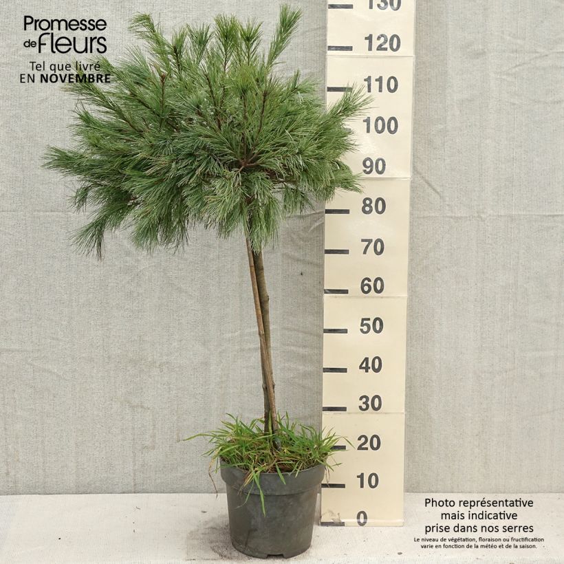 Ejemplar de Pino de Weymouth Mary Butler - Pinus strobus Maceta 7,5L/10L entregado en otoño