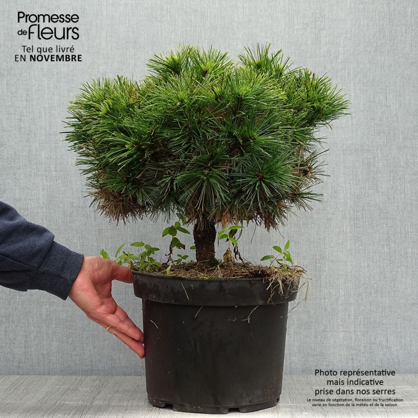 Ejemplar de Pino de Weymouth Minuta - Pinus strobus Maceta 7,5L/10L entregado en otoño