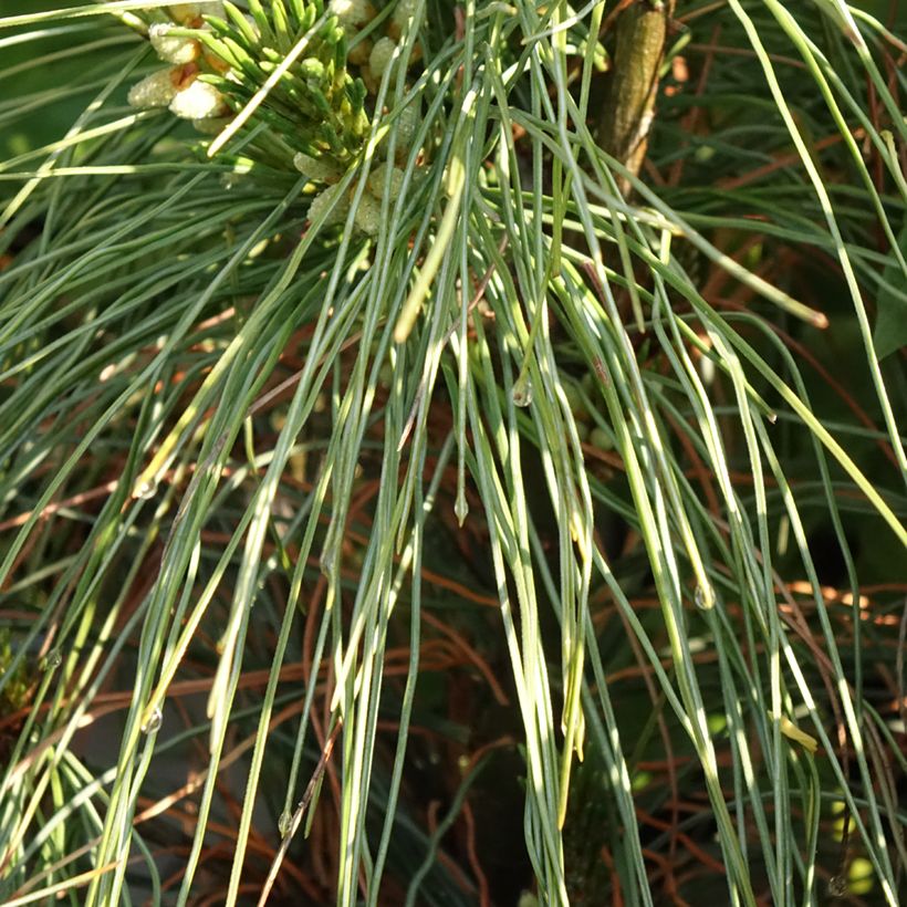 Pino de Weymouth Niagara Falls - Pinus strobus (Follaje)