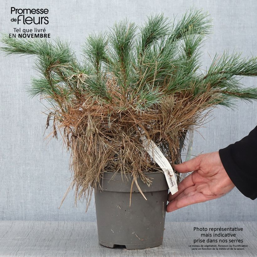 Ejemplar de Pino de Weymouth Niagara Falls - Pinus strobus Maceta 3L/4L entregado en otoño