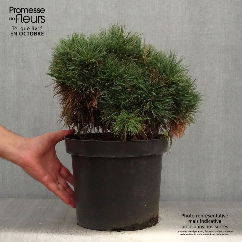 Ejemplar de Pino de Weymouth Ontario - Pinus strobus Maceta 7,5L/10L entregado en otoño