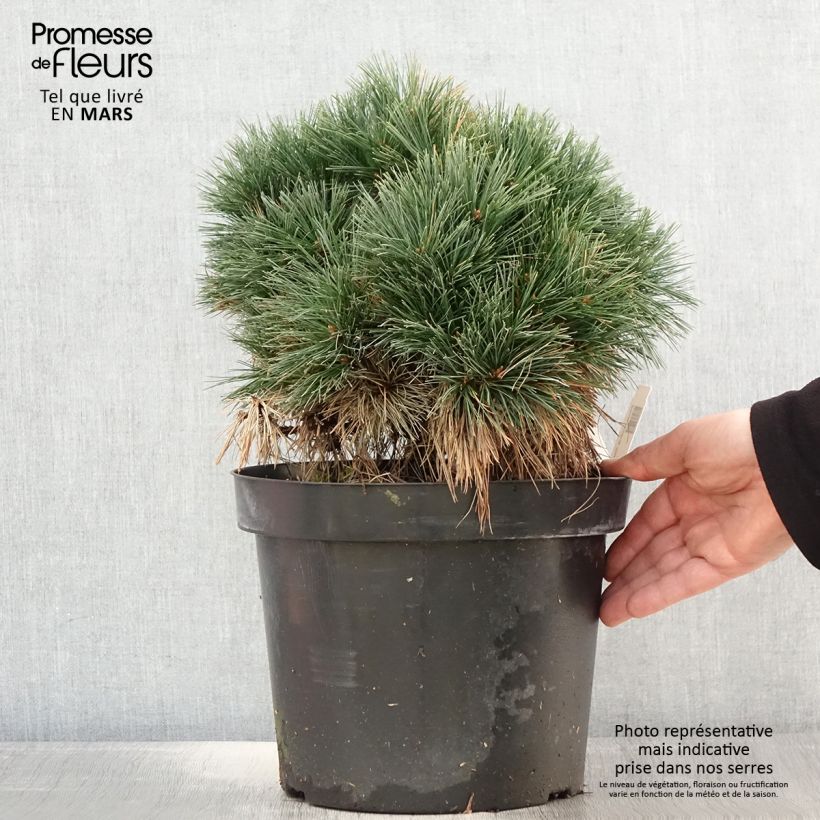 Pino de Weymouth Ontario - Pinus strobus Maceta 7,5L/10L Ejemplar entregado en la primavera