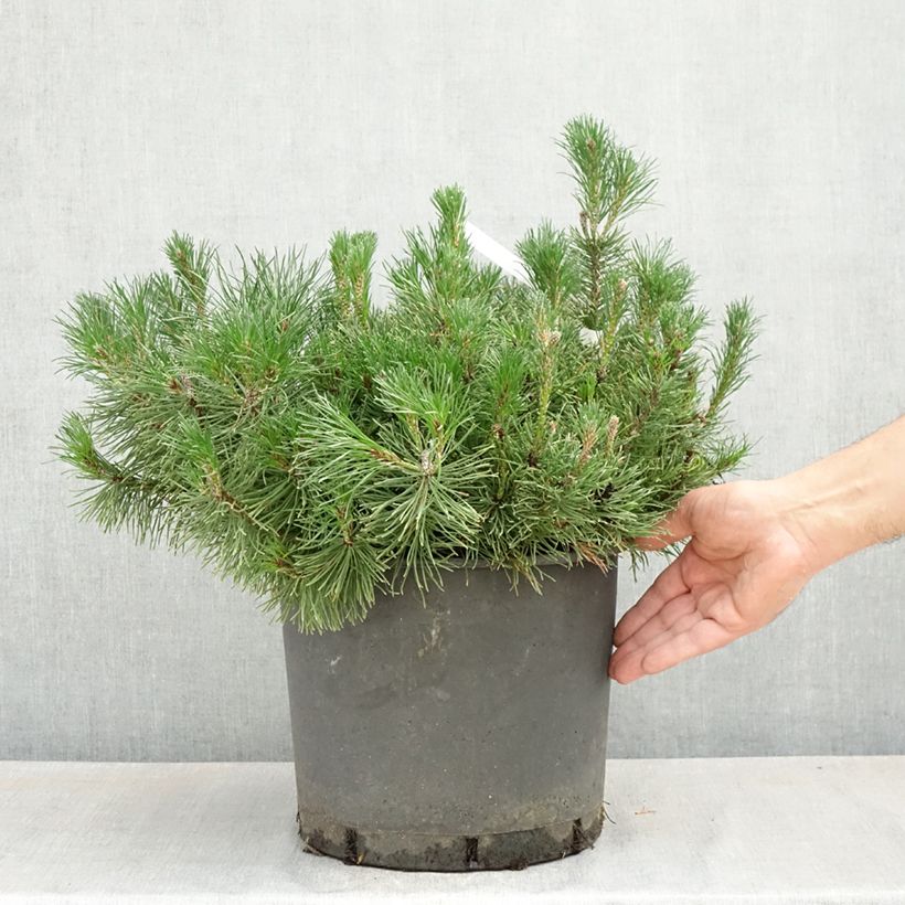 Pino negro mughus - Pinus mugo Maceta 7,5L/10LAltura de entrega aprox. 30/40cm Ejemplar entregado en la primavera