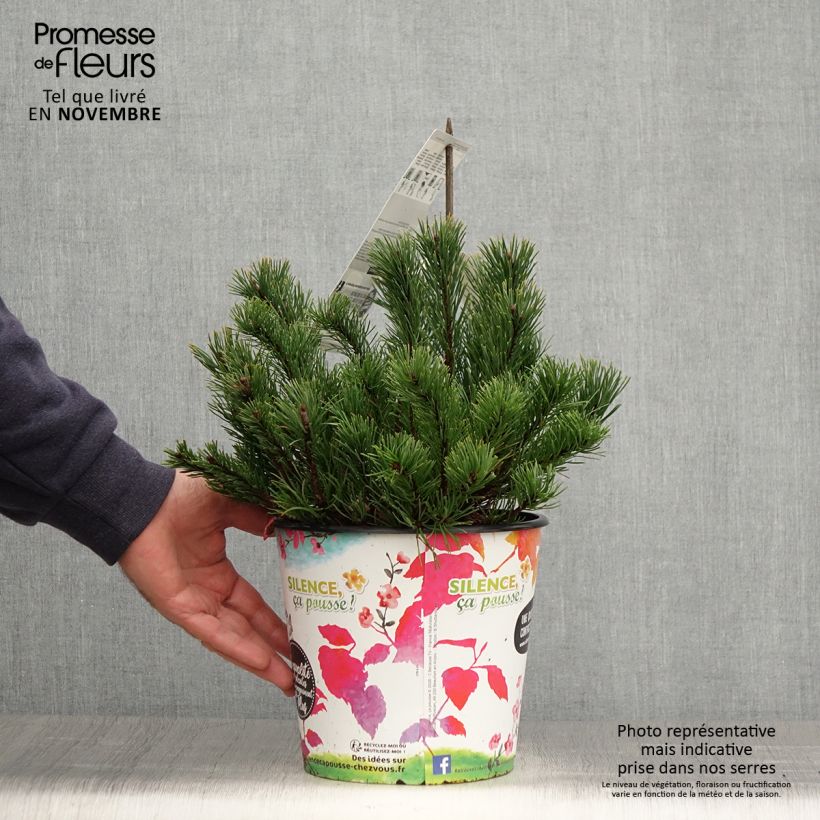 Ejemplar de Pino negro mughus - Pinus mugo Maceta 4L/5L entregado en otoño