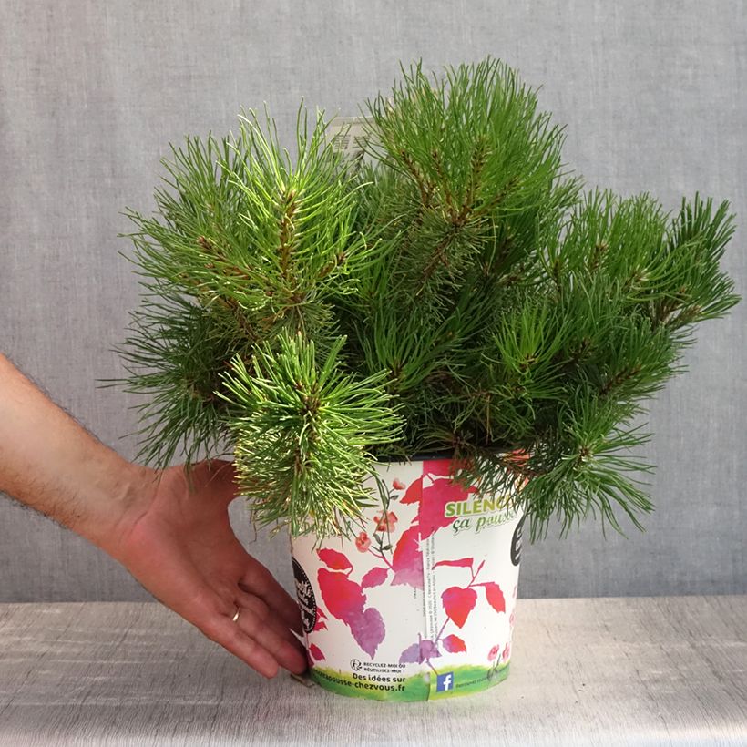 Ejemplar de Pino negro mughus - Pinus mugo Maceta 4L/5LAltura de entrega aprox. 20cm entregado en verano