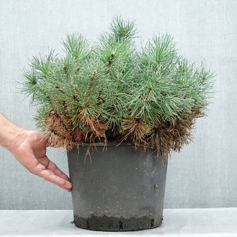 Ejemplar de Pino negro mughus - Pinus mugo Maceta 7,5L/10L entregado en verano