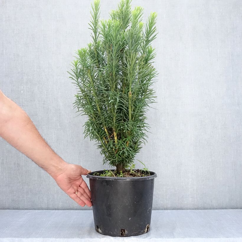 Ejemplar de Cephalotaxus harringtonia Fastigiata - Cefalotejo Maceta 7,5L/10L entregado en verano