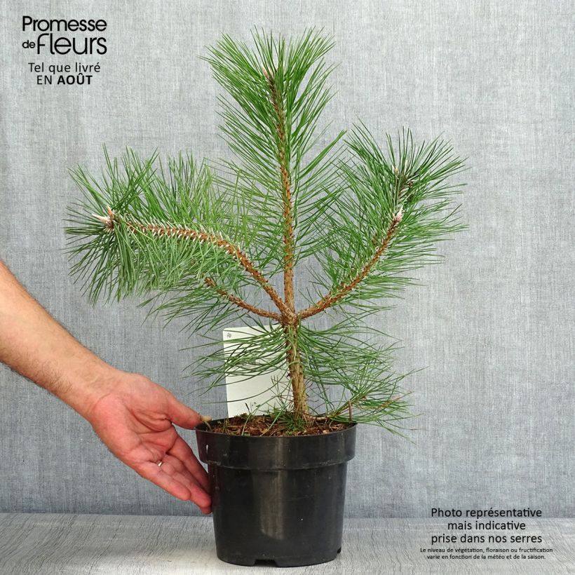 Ejemplar de Pino laricio nigra - Pinus nigra Maceta 2L/3L entregado en verano