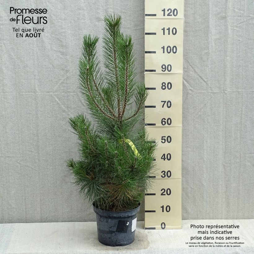 Ejemplar de Pino laricio nigra - Pinus nigra Maceta 7,5L/10L entregado en verano