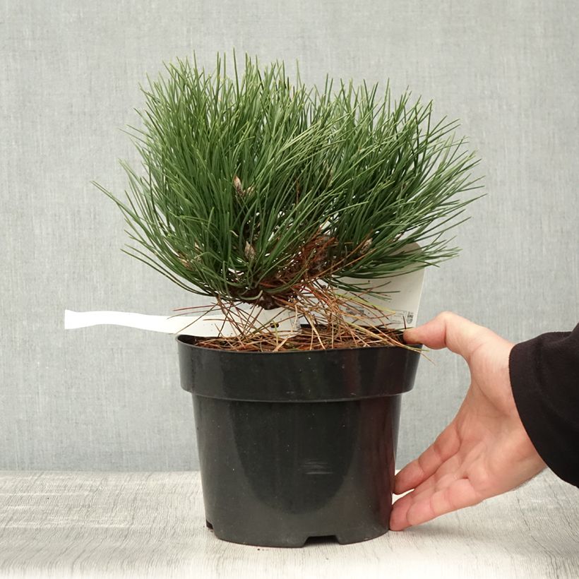 Ejemplar de Pino laricio Nana - Pinus nigra Maceta 2L/3L entregado en otoño