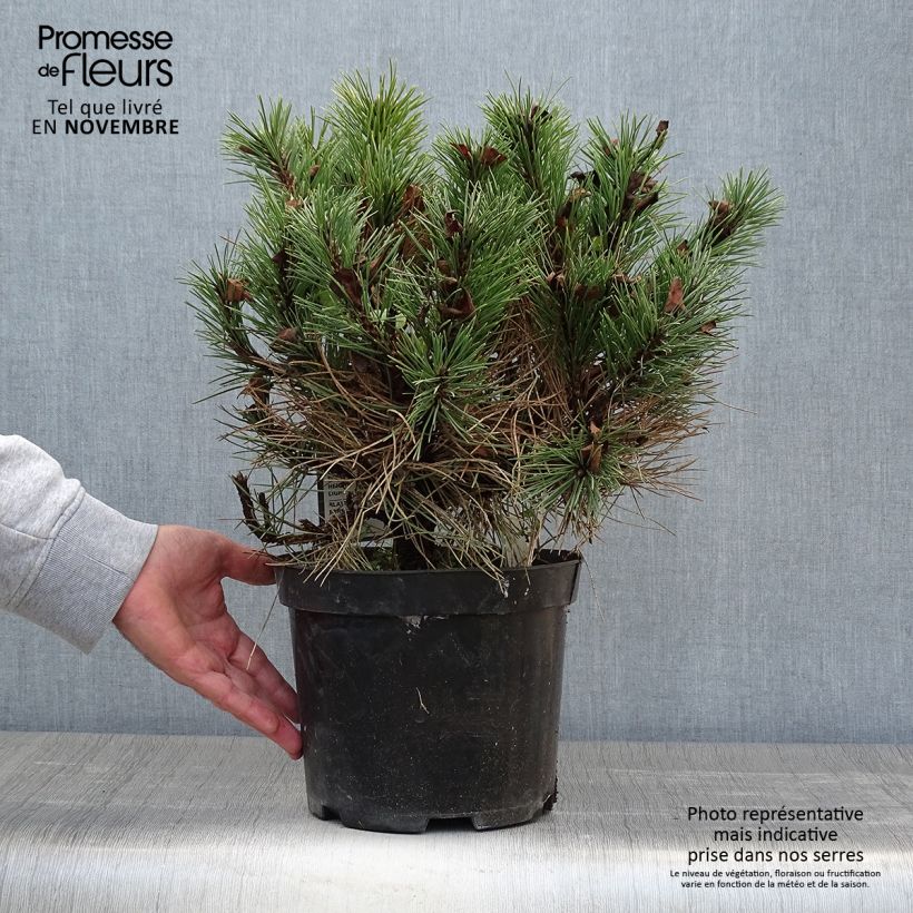 Ejemplar de Pino laricio Nana - Pinus nigra Maceta 7,5L/10L entregado en otoño