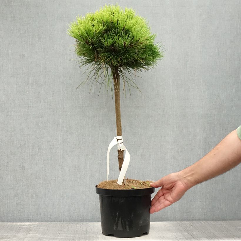 Ejemplar de Pino laricio Marie Brégeon - Pinus nigra Maceta 4L/5LAltura de entrega aprox. 40/60cm entregado en verano