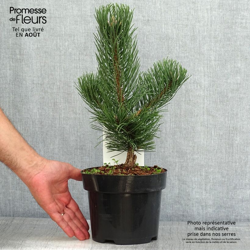 Ejemplar de Pino laricio Oregon Green - Pinus nigra Maceta 2L/3L entregado en verano