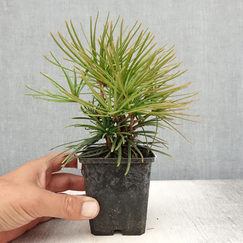 Ejemplar de Sciadopitys verticillata - Pino sombrilla de Japón Maceta de 8/9 cm entregado en verano